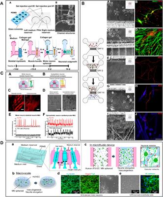 Modeling Neurodegenerative Diseases Using In Vitro Compartmentalized Microfluidic Devices